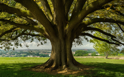 Les arbres de Caen, victimes d’urbanisation ou gardiens du climat ?