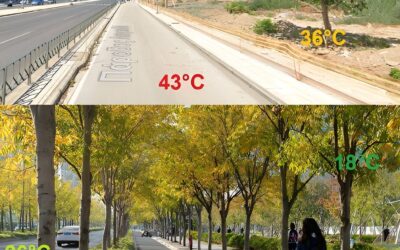 Le rôle crucial de la végétalisation des grandes villes pour atténuer les effets des canicules